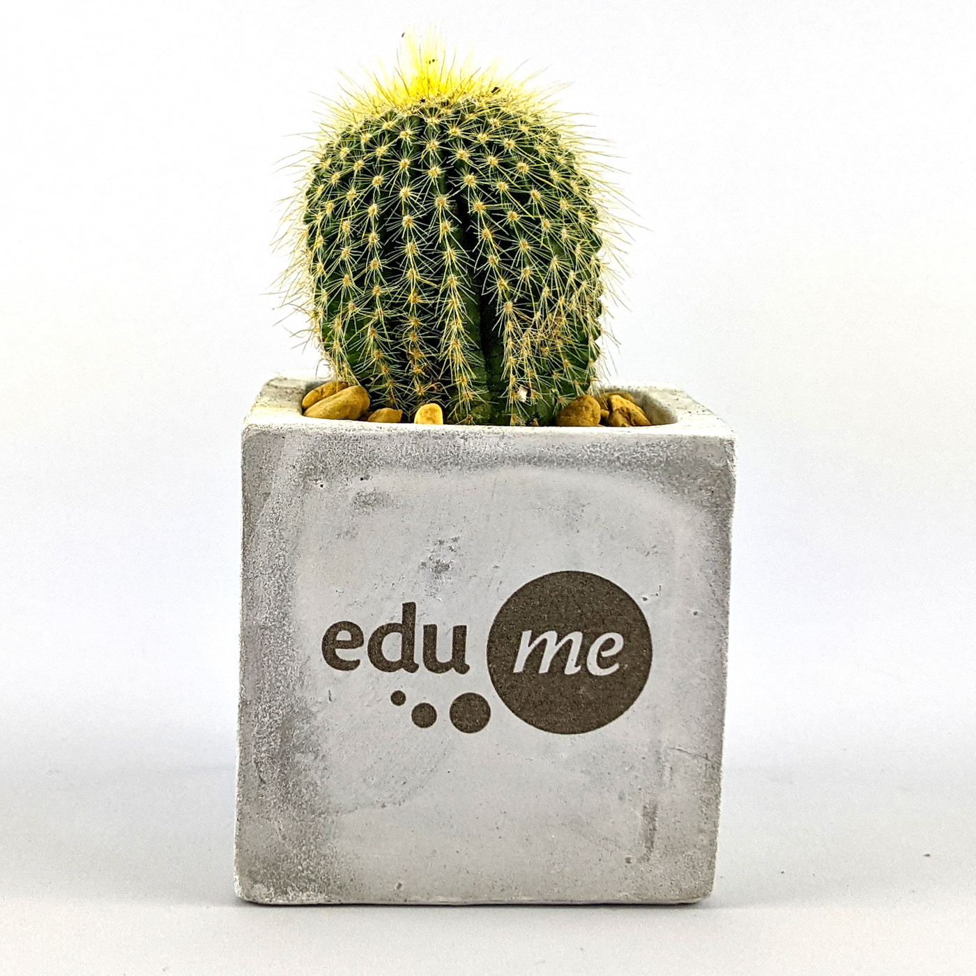 Engraved Cactus Plant