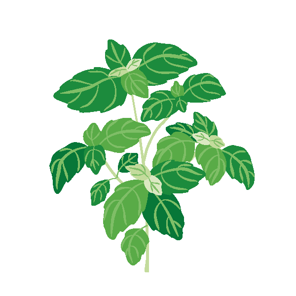 Basil Seed Packets
