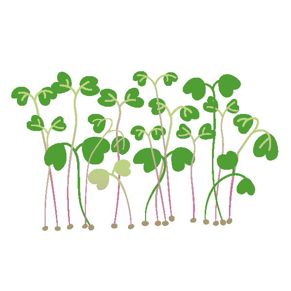 Cress Seed Packets