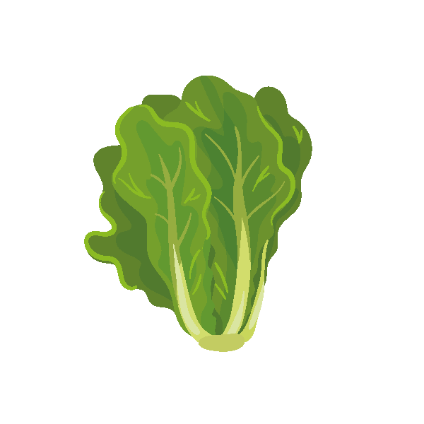 Lettuce Seed Packets