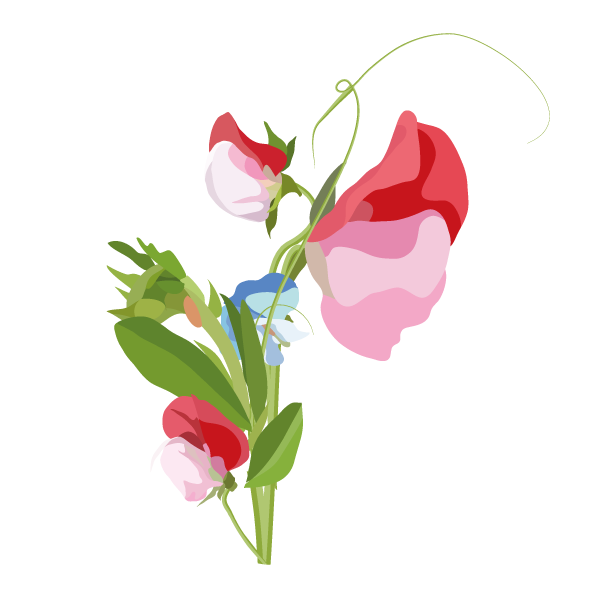 Sweet Pea