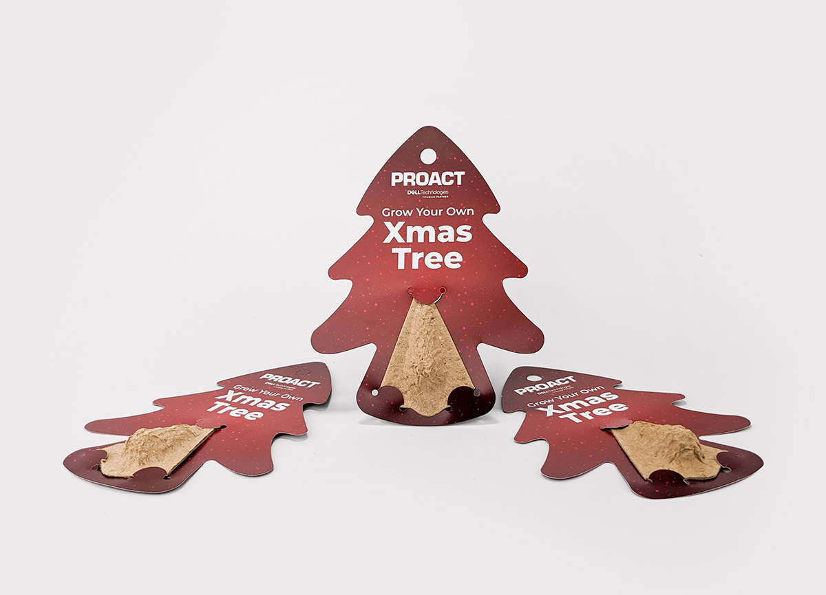 Grow Your Own Christmas Tree Seed Pods, three displayed