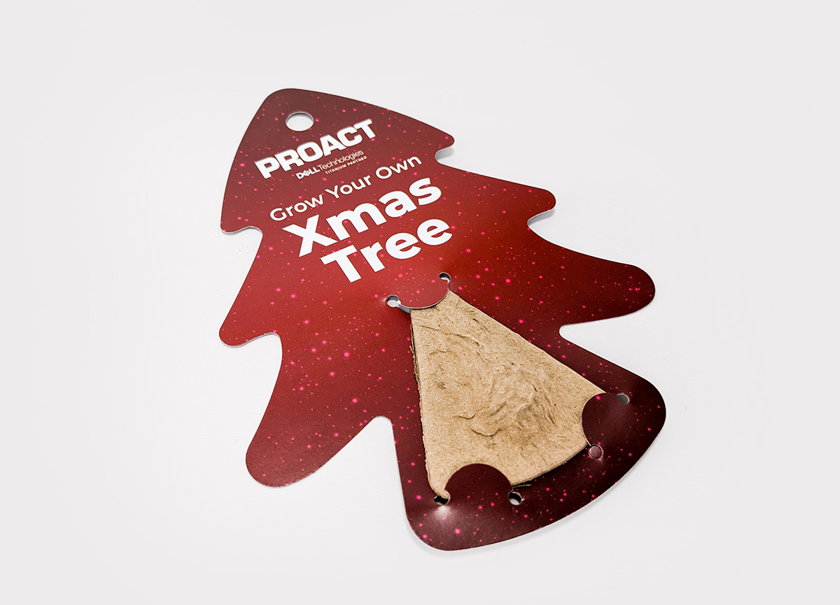 Grow Your Own Christmas Tree Seed Pods, front shot