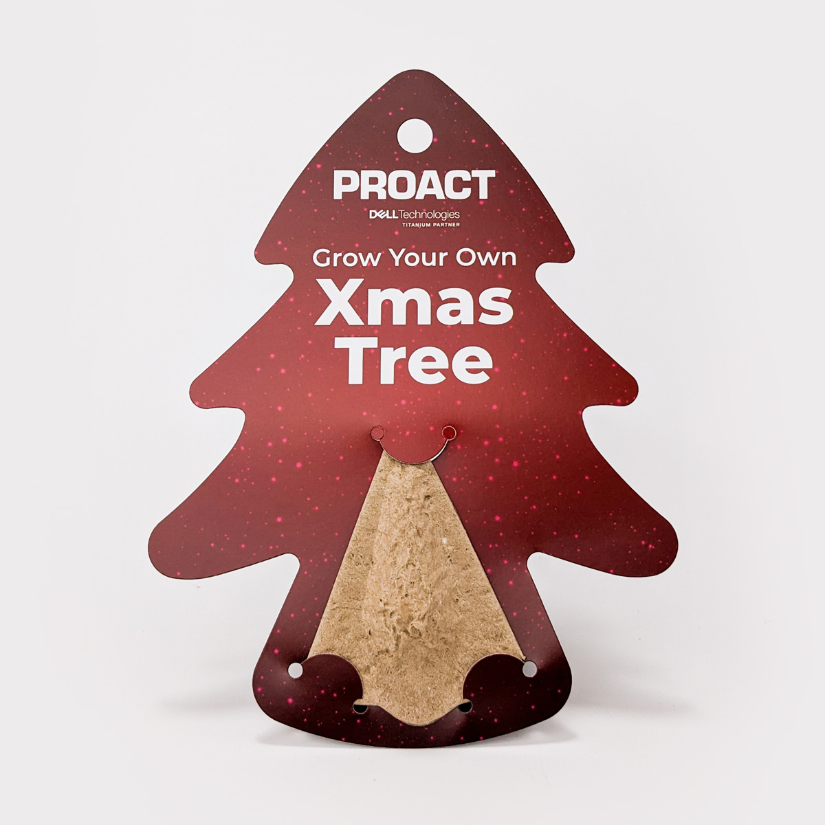 Grow Your Own Christmas Tree Seed Pods